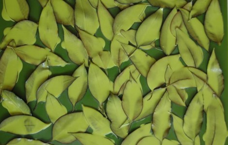 mumble-mumble-resina-flessibile-colorata-decoro-rilievo-foglie
